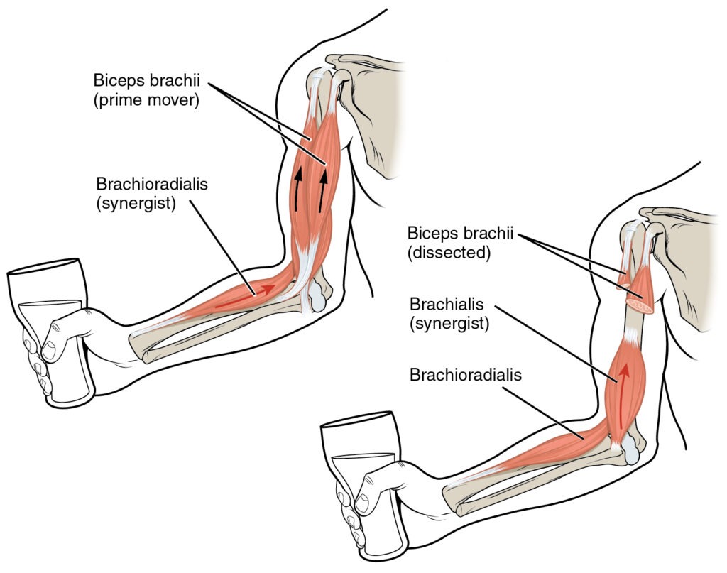 19-cvikov-na-biceps-kompletn-n-vod-na-zaru-en-rast-bicepsu